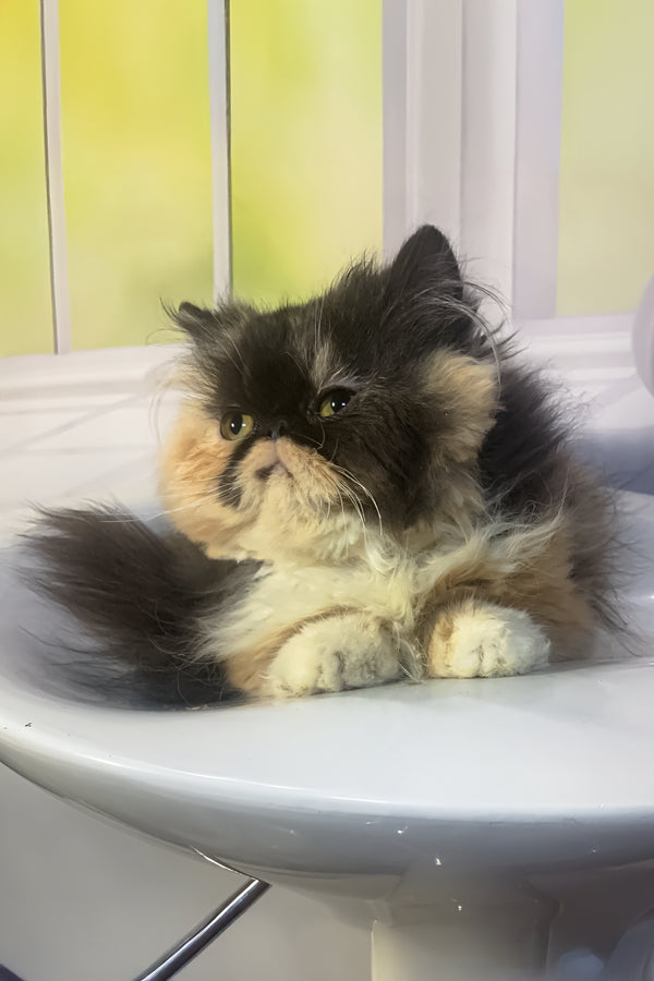 Tutsi | Persian Kitten