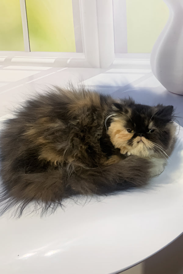 Tutsi | Persian Kitten