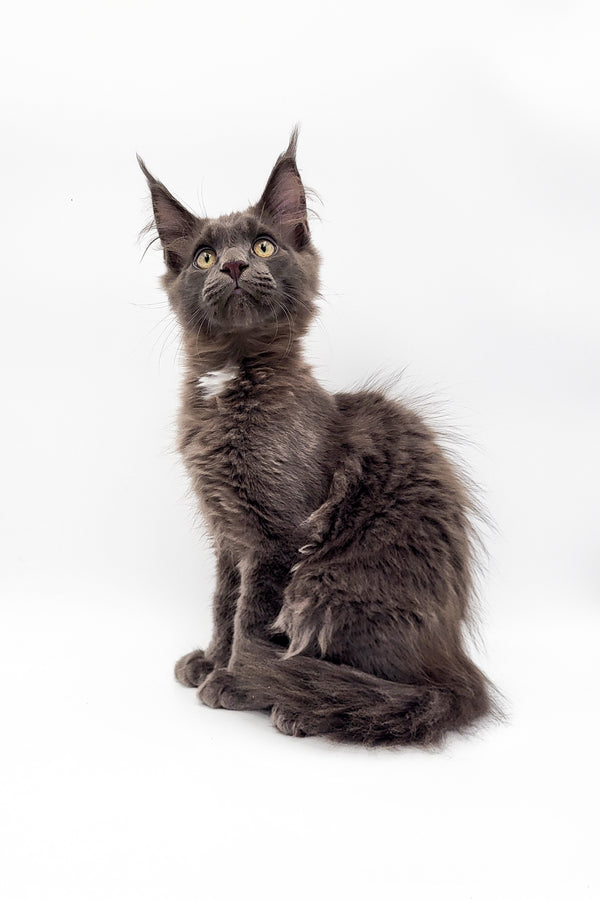 Twix | Maine Coon Kitten