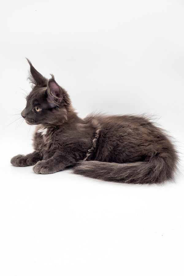Twix | Maine Coon Kitten