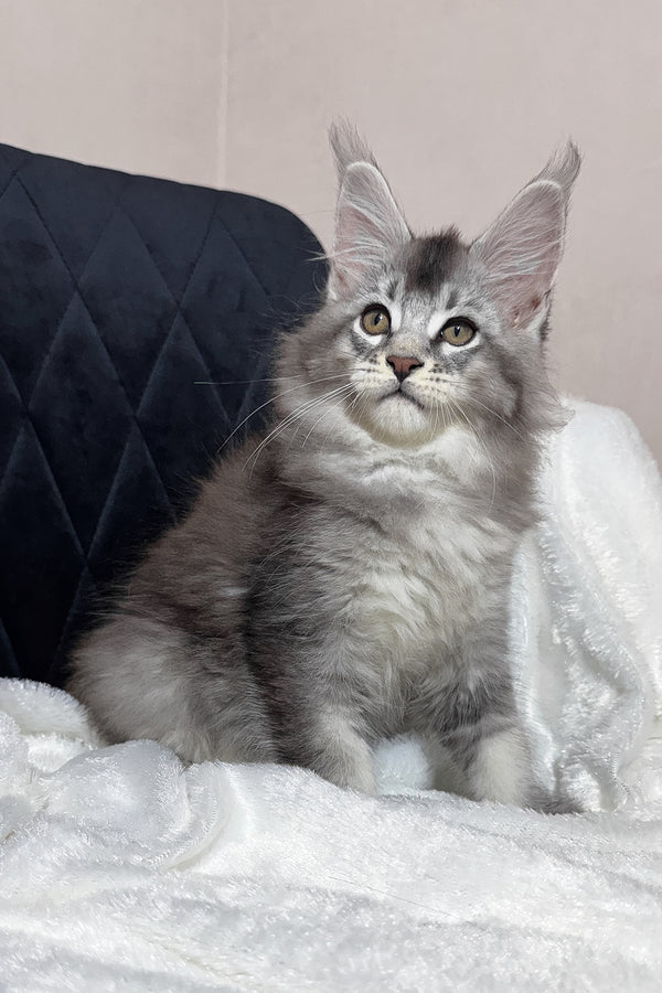 Twix | Maine Coon Kitten