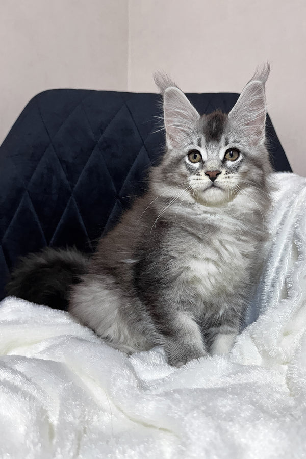 Twix | Maine Coon Kitten