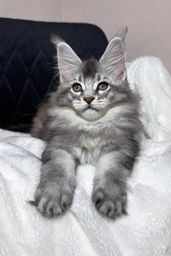 Twix | Maine Coon Kitten