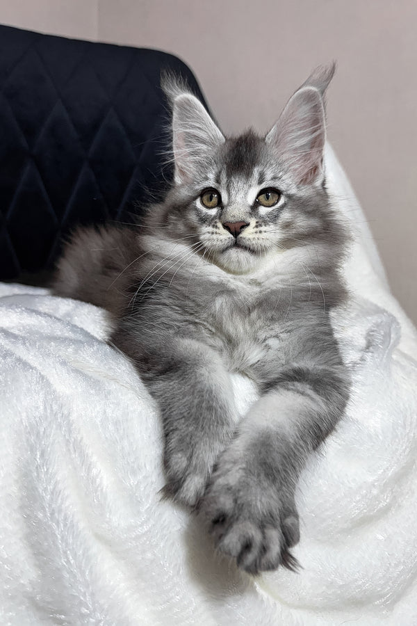 Twix | Maine Coon Kitten