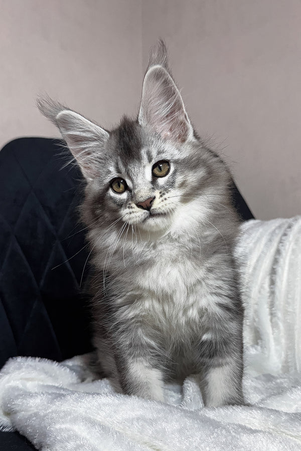 Twix | Maine Coon Kitten