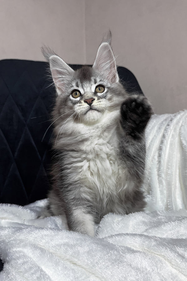 Twix | Maine Coon Kitten