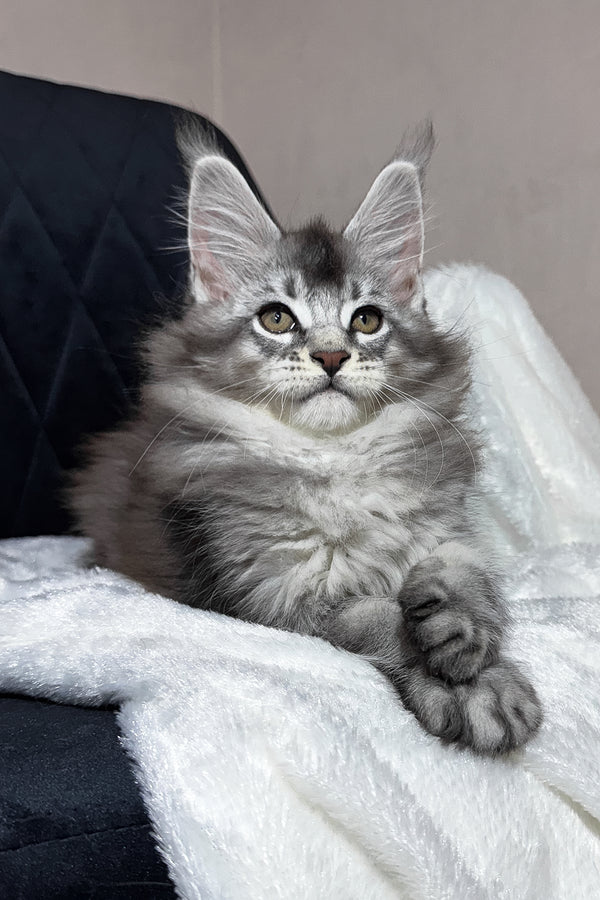 Twix | Maine Coon Kitten