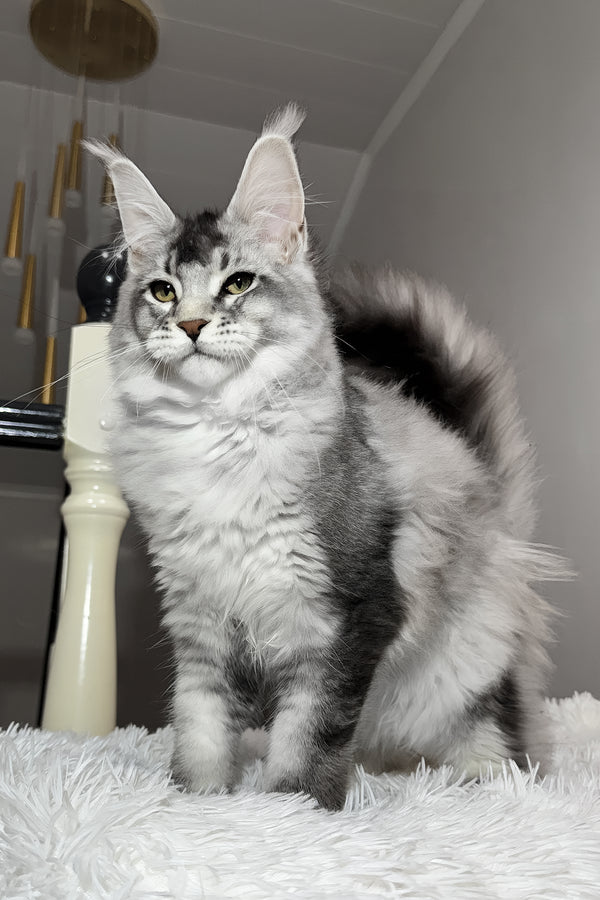 Twix | Maine Coon Kitten