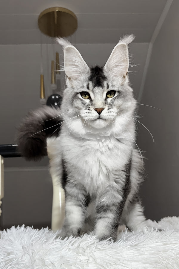 Twix | Maine Coon Kitten