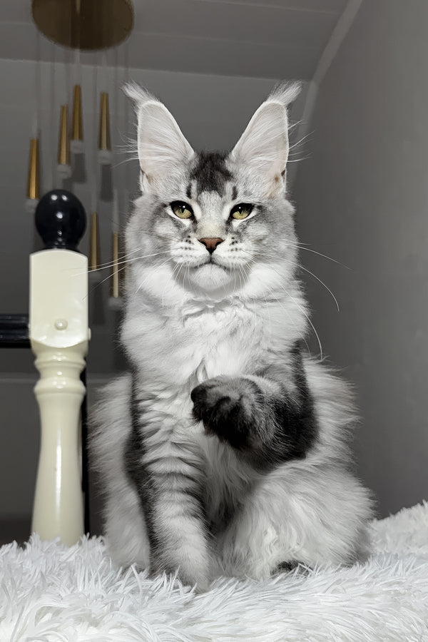 Twix | Maine Coon Kitten