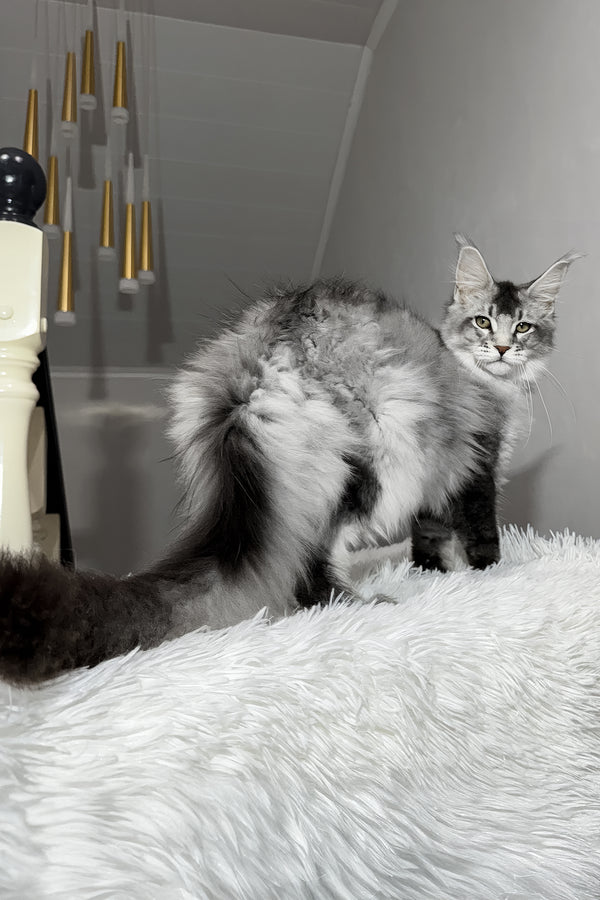 Twix | Maine Coon Kitten