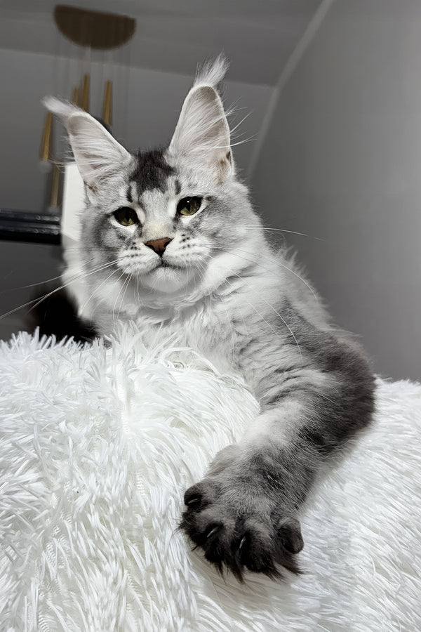 Twix | Maine Coon Kitten