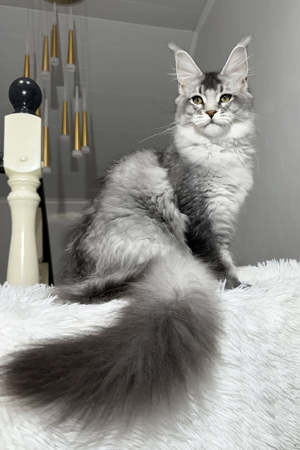 Twix | Maine Coon Kitten