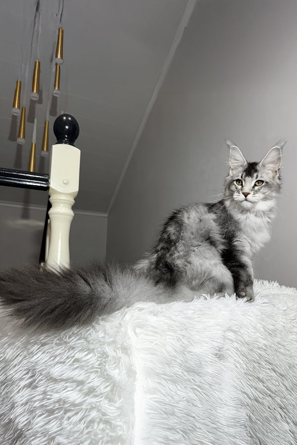 Twix | Maine Coon Kitten