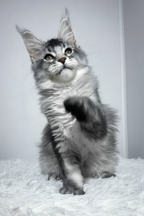 Twix | Maine Coon Kitten