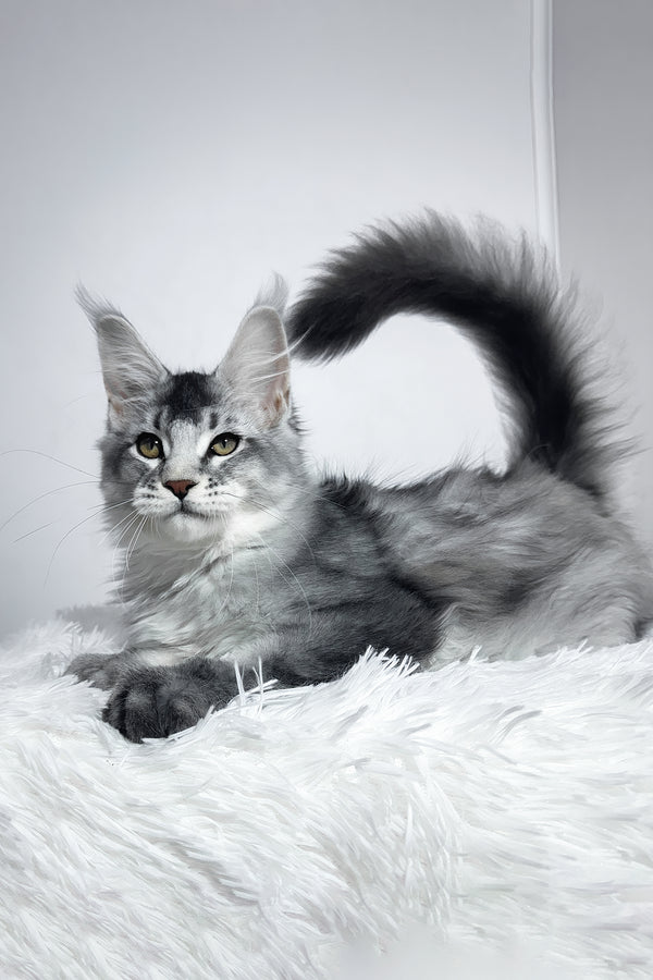 Twix | Maine Coon Kitten