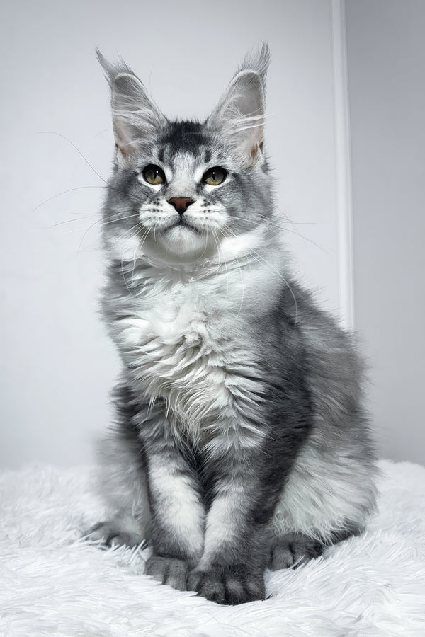Twix | Maine Coon Kitten