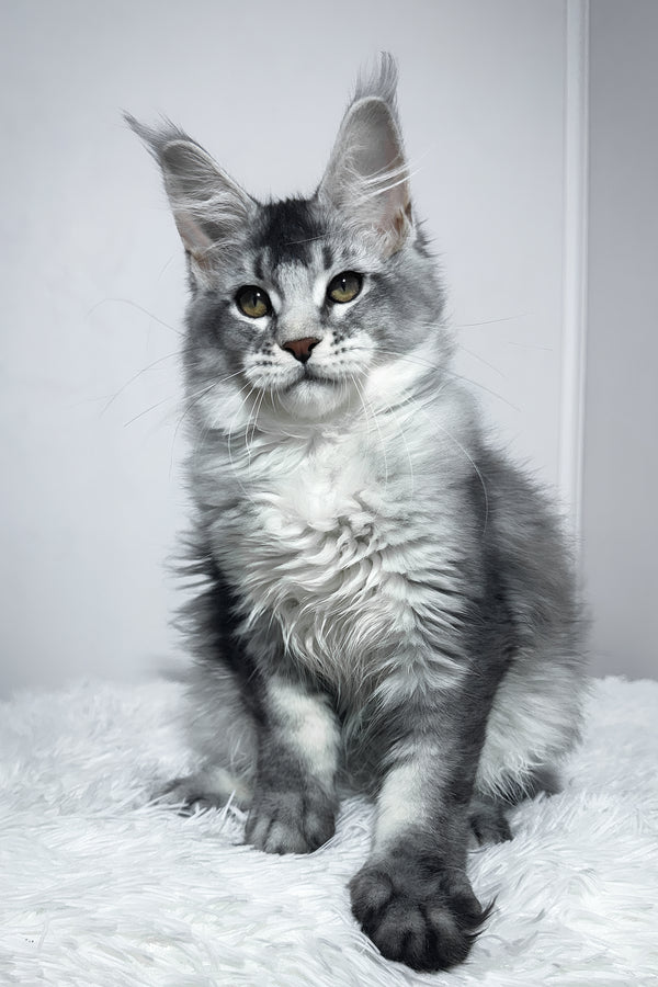 Twix | Maine Coon Kitten