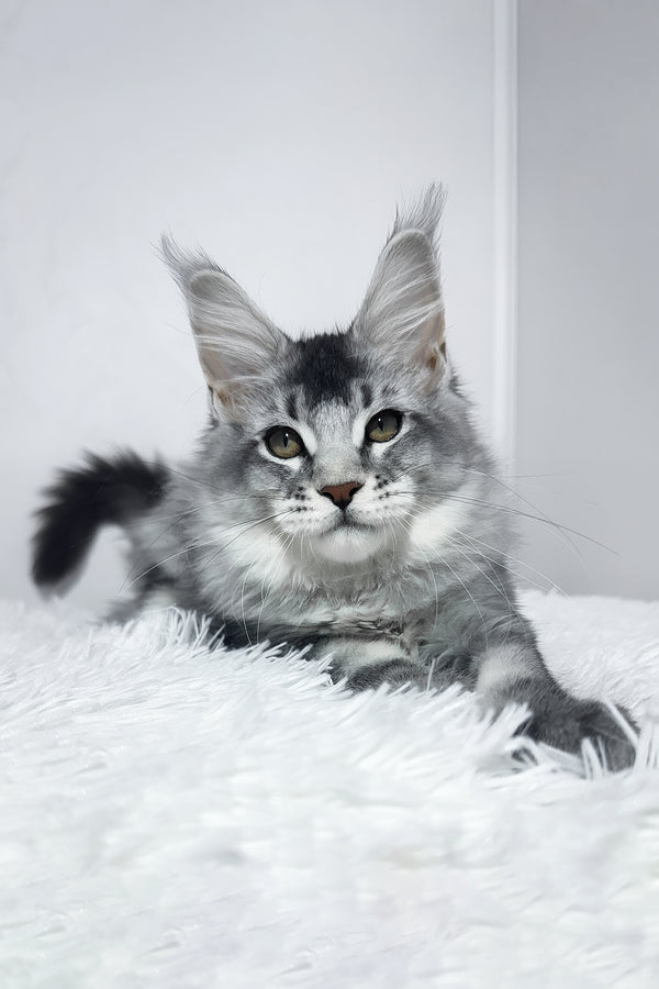 Twix | Maine Coon Kitten