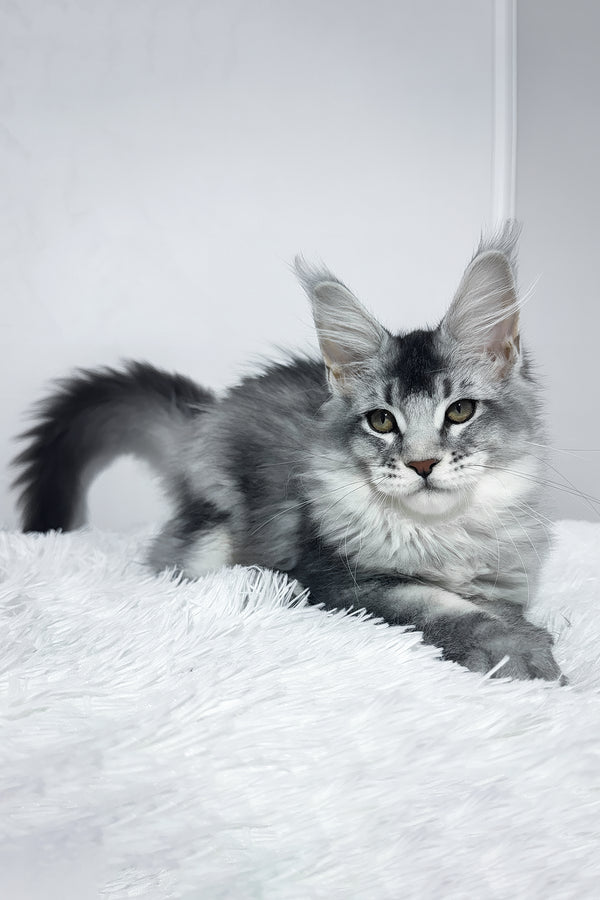 Twix | Maine Coon Kitten