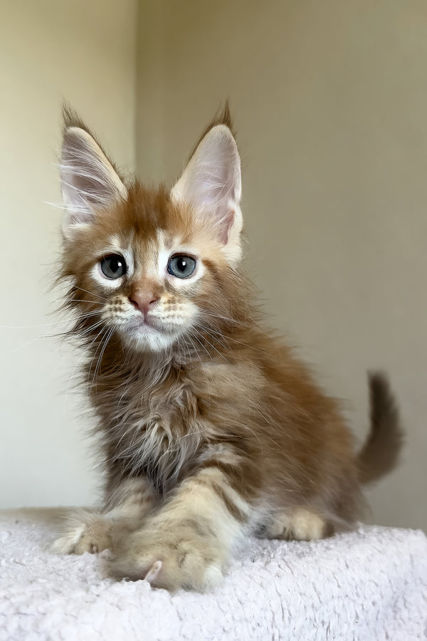 Tyler | Maine Coon Kitten