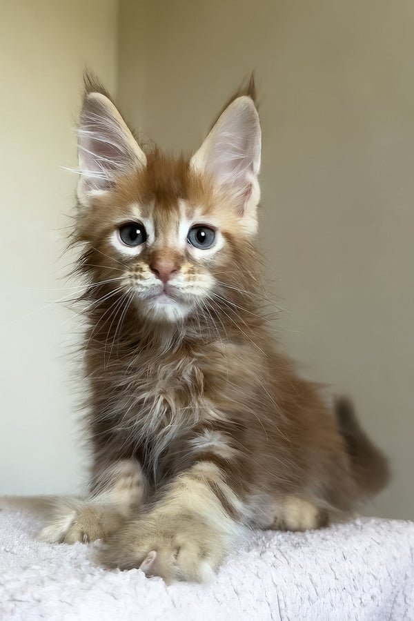 Tyler | Maine Coon Kitten