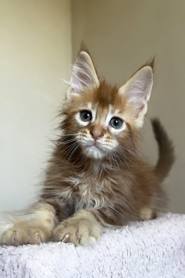 Tyler | Maine Coon Kitten