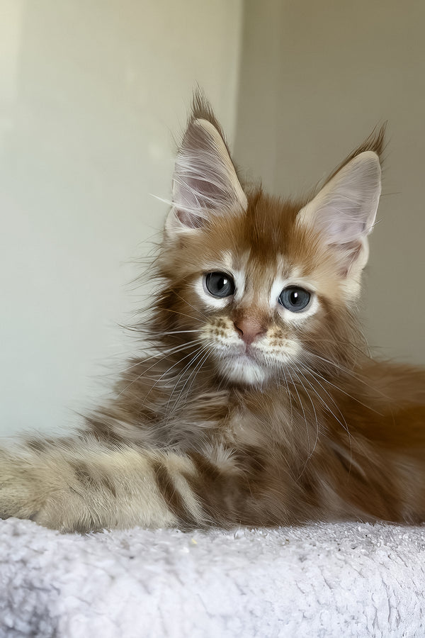Tyler | Maine Coon Kitten