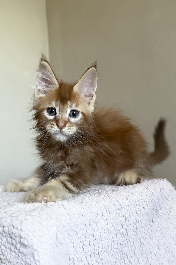 Tyler | Maine Coon Kitten