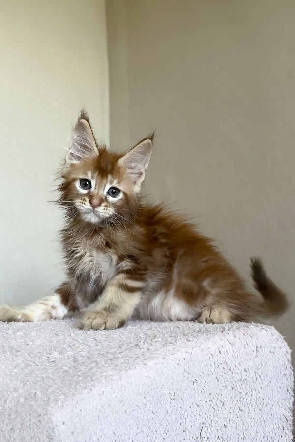 Tyler | Maine Coon Kitten