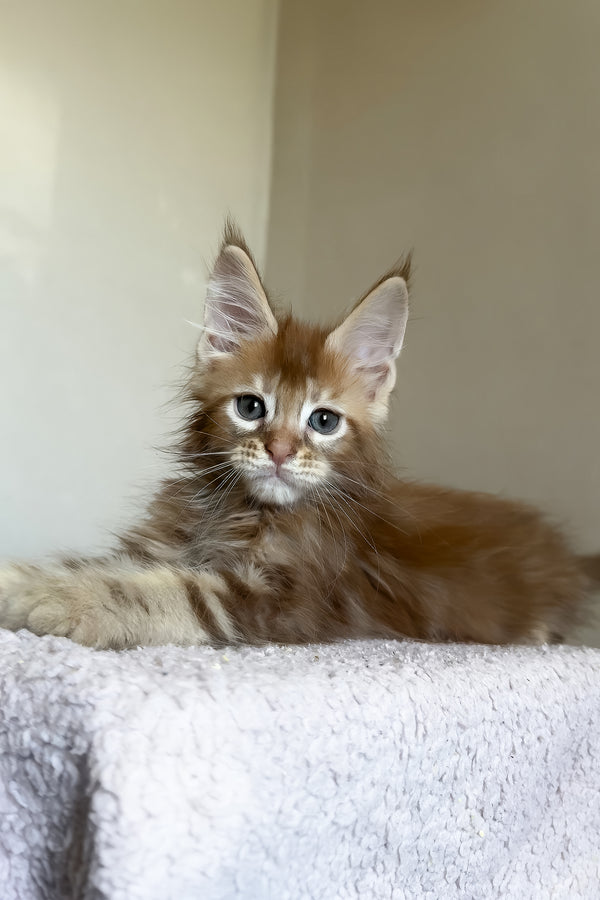 Tyler | Maine Coon Kitten