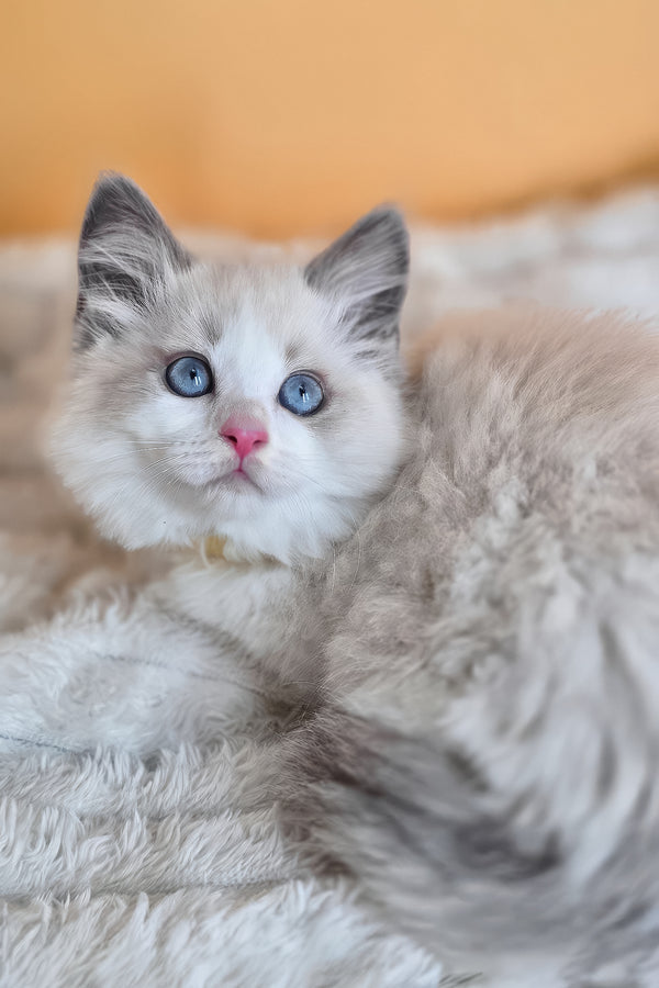 Tyra | Ragdoll Kitten