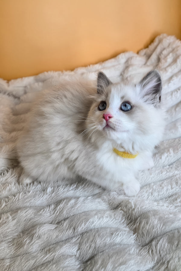 Tyra | Ragdoll Kitten