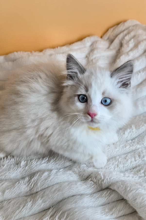 Tyra | Ragdoll Kitten