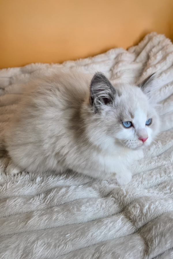 Tyra | Ragdoll Kitten