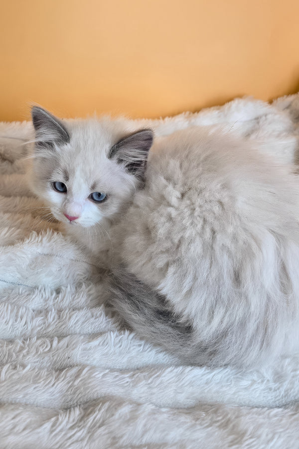 Tyra | Ragdoll Kitten