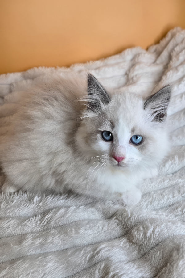 Tyra | Ragdoll Kitten
