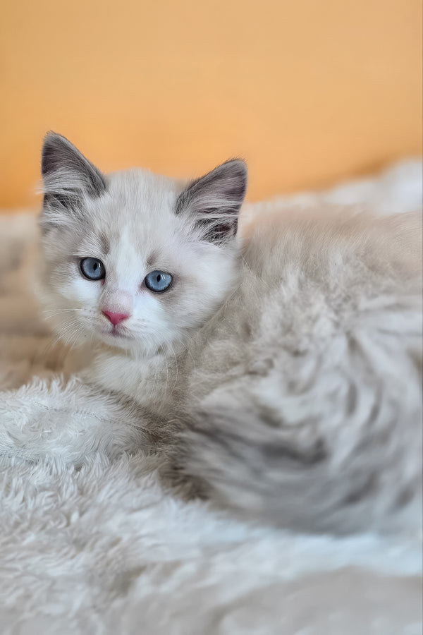 Tyra | Ragdoll Kitten