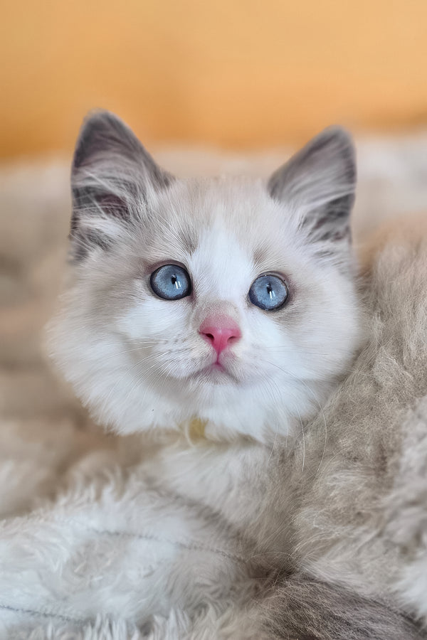 Tyra | Ragdoll Kitten