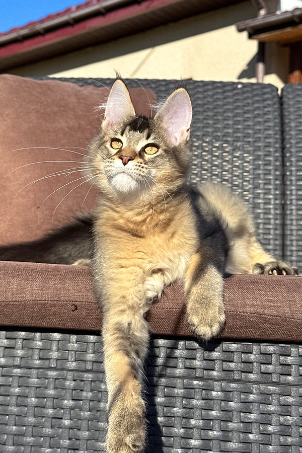 Tyson | Golden Maine Coon Kitten