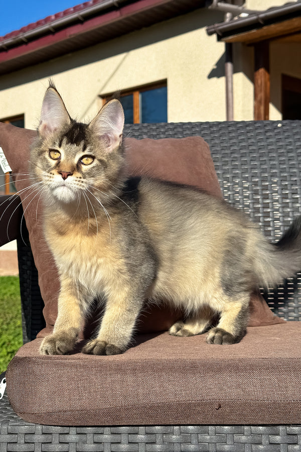 Tyson | Golden Maine Coon Kitten