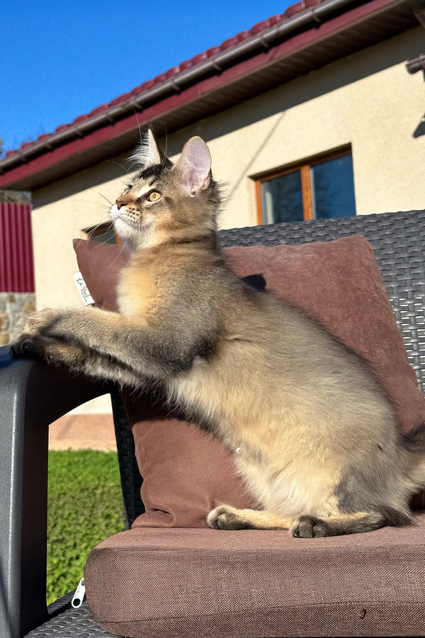Tyson | Golden Maine Coon Kitten