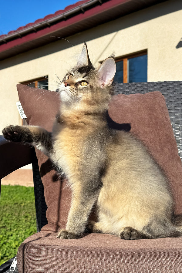 Tyson | Golden Maine Coon Kitten
