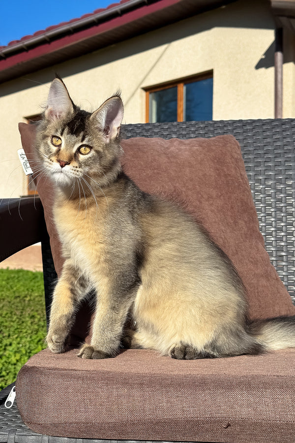 Tyson | Golden Maine Coon Kitten