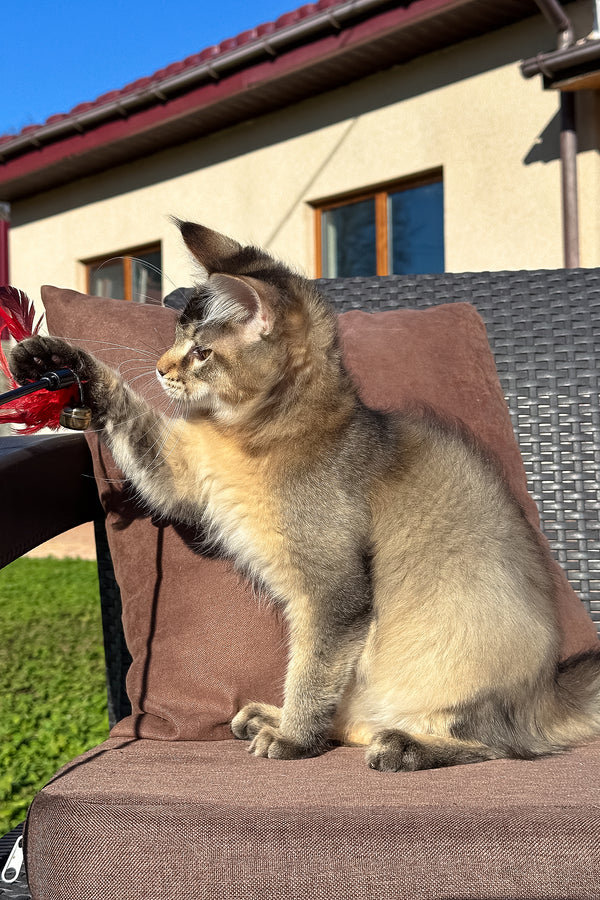 Tyson | Golden Maine Coon Kitten