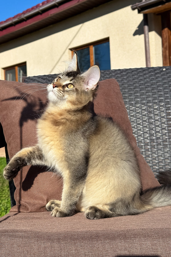 Tyson | Golden Maine Coon Kitten