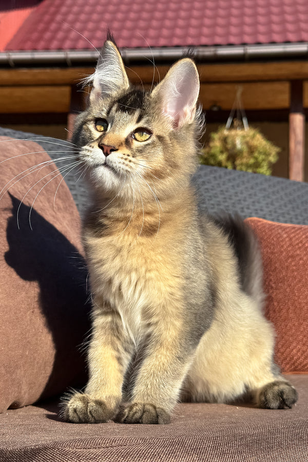 Tyson | Golden Maine Coon Kitten