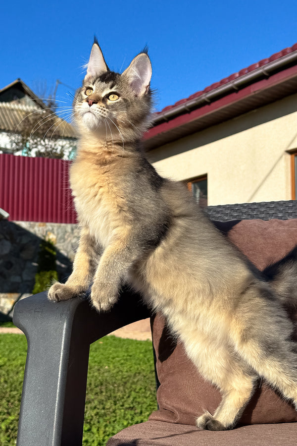 Tyson | Golden Maine Coon Kitten