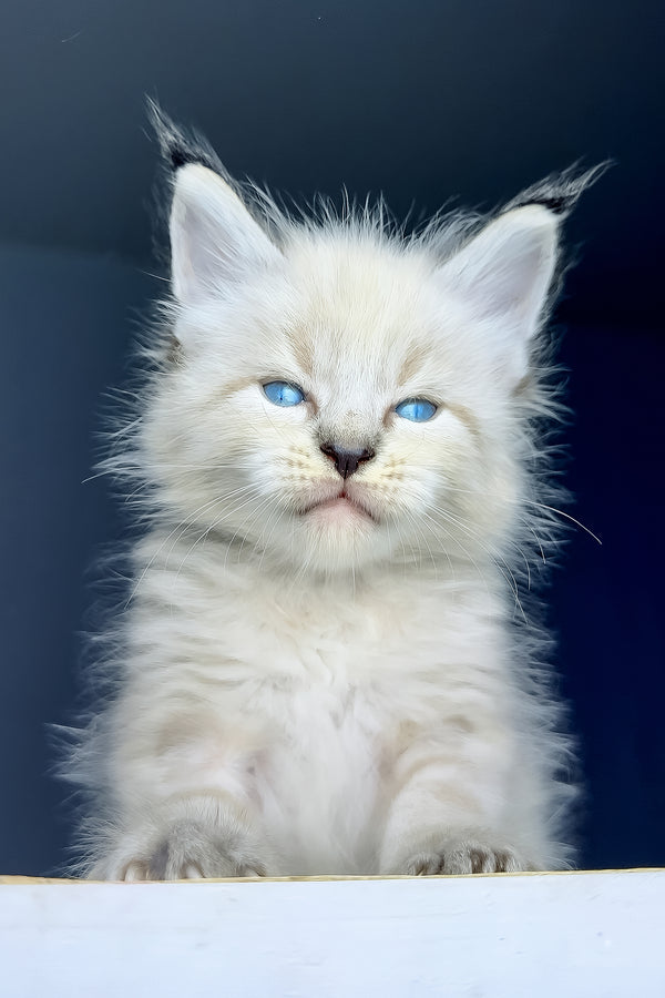 Tyson | Maine Coon Kitten