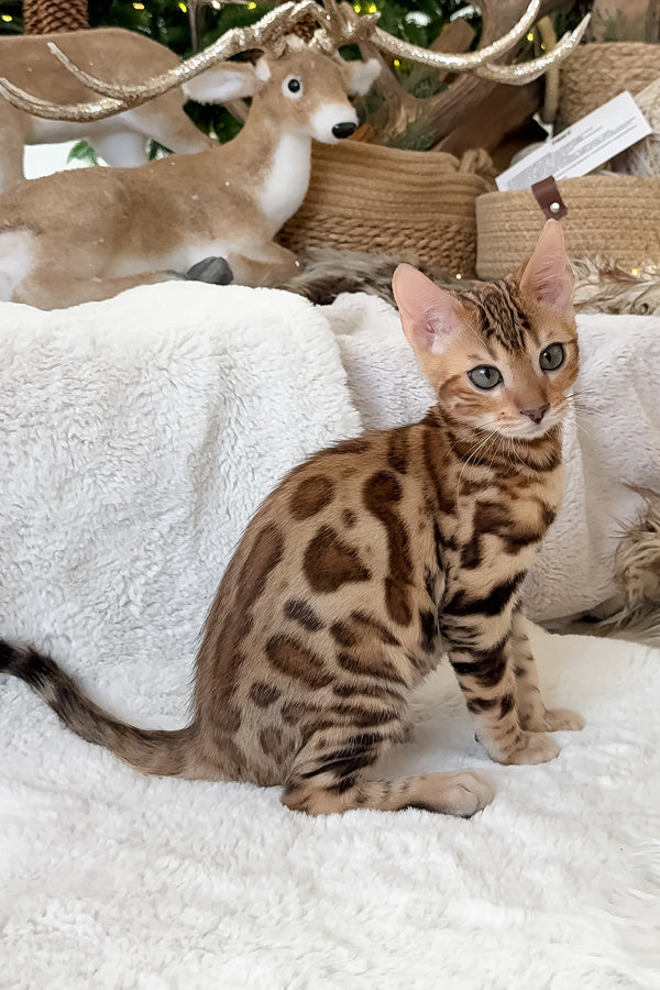 Tyson | Bengal Kitten